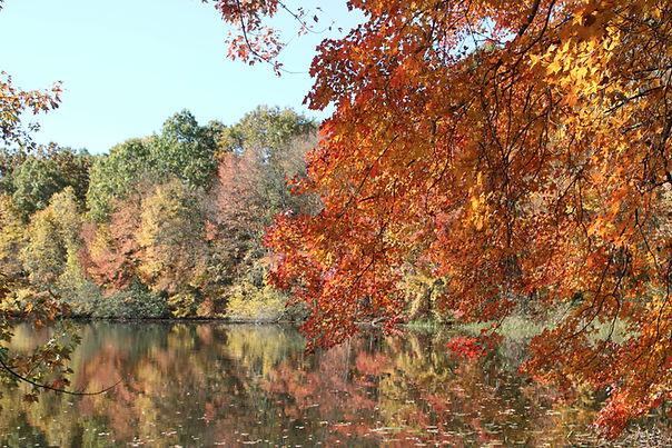 Restaurant Online Ordering System in Connecticut: Embracing Commission-Free Solutions